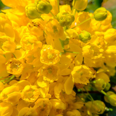 Beautiful yellow blooming mahonia bloom macro detail