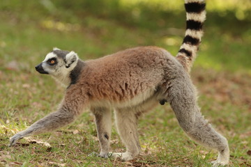 Ring Tailed Lemur 