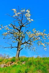 Fototapeta premium ARBRE A FRUIT 1