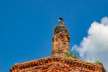 Ruins of the abandoned church of St. John the Evangelist of the 18th century in Fedorovsky. A nest of storks on the bell tower. Zhukovsky District, Kaluzhskiy region, Russias