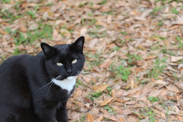 Beautiful Black and White Cat in the Leaves 