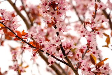 Beautiful blossoming tree close up detail