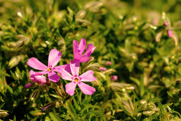 Three small purple flower close up detail