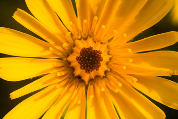 Желтый цветок, крупным планом, малая глубина резкости / Yellow flower, close up, shallow depth of field