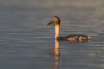 Silvery Grebe , Patagonia, Argentina