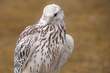 Falke, Weißer Falke
