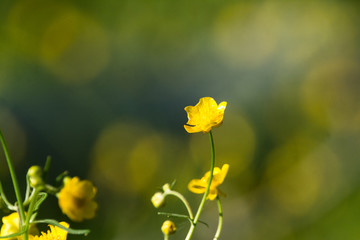 желтый цветок на зеленом фоне, боке / yellow flower on green background, bokeh