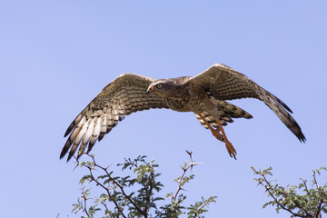 emale Pale Chanting Goshawk sitting in a tree against blue Kalahari sky