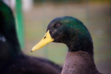 Anatra capoverde di profilo in primo piano