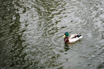 Duck floating on a pond