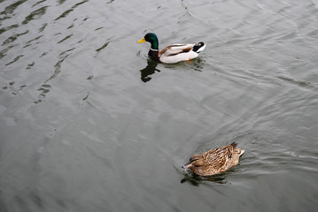 Ducks swimming on a pond