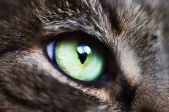 cat's eye close up. gray cat's head