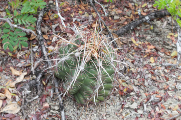 Thelocactus
