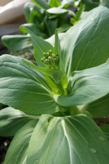 チンゲンサイの花・つぼみのクローズアップ