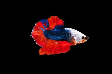 Foto op Plexiglas The moving moment beautiful of siam betta fish in thailand on black background.  © Soonthorn