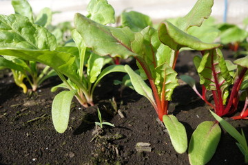 畑のスイスチャード