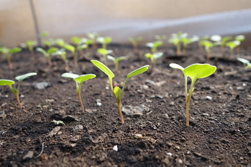 春の畑に並ぶ野菜の芽