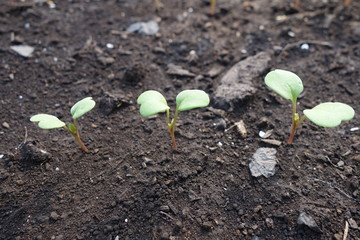 春の畑に並ぶ野菜の芽