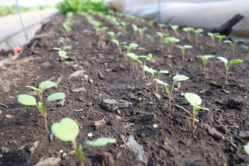 春の畑に並ぶ野菜の芽