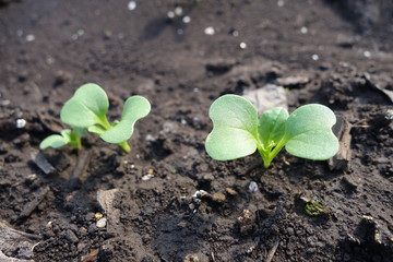 春の畑に並ぶ野菜の芽