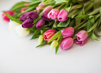 tulips on isolated white background