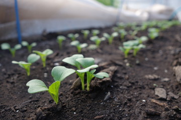 春の畑に並ぶ野菜の芽