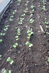 春の畑に並ぶ野菜の芽