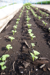 春の畑に並ぶ野菜の芽