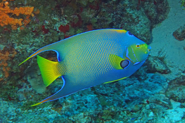 Diadem-Kaiserfisch am Palancar-Riff
