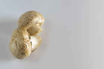 Champignon mushrooms. Two beautiful mushrooms on a gray background.
