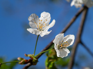 Blüte der Wildkirsche