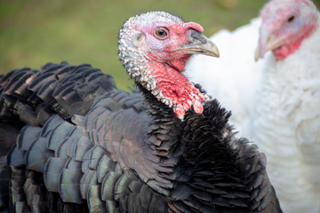 Tacchini in primo piano