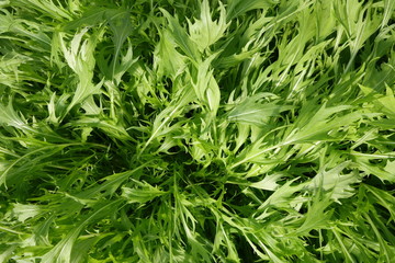 水菜の葉（緑の葉の野菜）