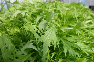 水菜の葉（緑の葉の野菜）