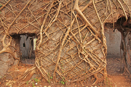 Redi Fort. The roots were grown up with the brick walls of the fortress. India, GOA. Entrance. Trees are parasites