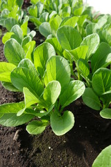 畑の小松菜（緑の葉の野菜）の苗