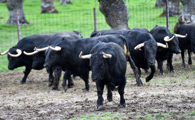 Obraz premium toros en el campo español