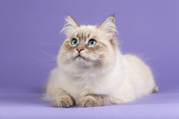 Amazing Siberian cat on purple