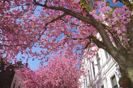 Rosa blühende Blütenkirschen in der Bonner Altstadt
