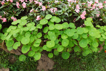 Gotu kola, Asiatic pennywort, Indian pennywort, green leaf background, Tiger Herbal