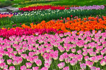 美しいチューリップの花