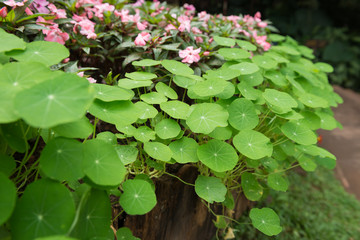 Gotu kola, Asiatic pennywort, Indian pennywort, green leaf background, Tiger Herbal