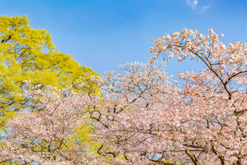 Fototapeta premium 青空と満開の桜