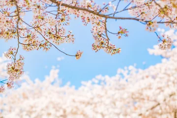 Crédence de cuisine en verre imprimé Fleur de cerisier 青空と満開の桜