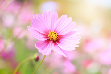 Beautiful flowers to relax