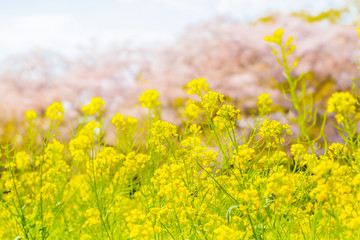 満開の菜の花