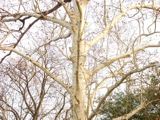 A white birch tree