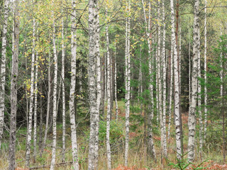 Obraz premium Trunks of birches