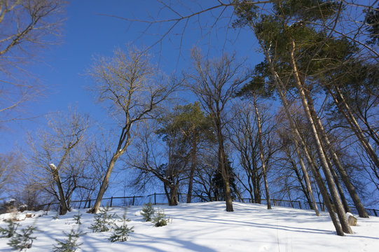 snowy winter landscape with snow covered trees, blue sky