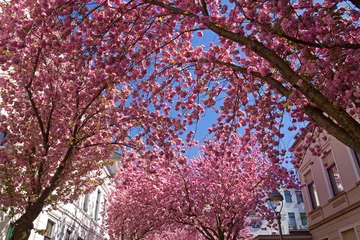 Crédence de cuisine en verre imprimé Fleur de cerisier Rosa blühende Blütenkirschen in der Bonner Altstadt